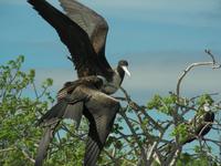 Fregattvogel mit Jungtier auf Seymour