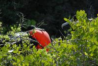 Fregattvogelhahn bei der Balz