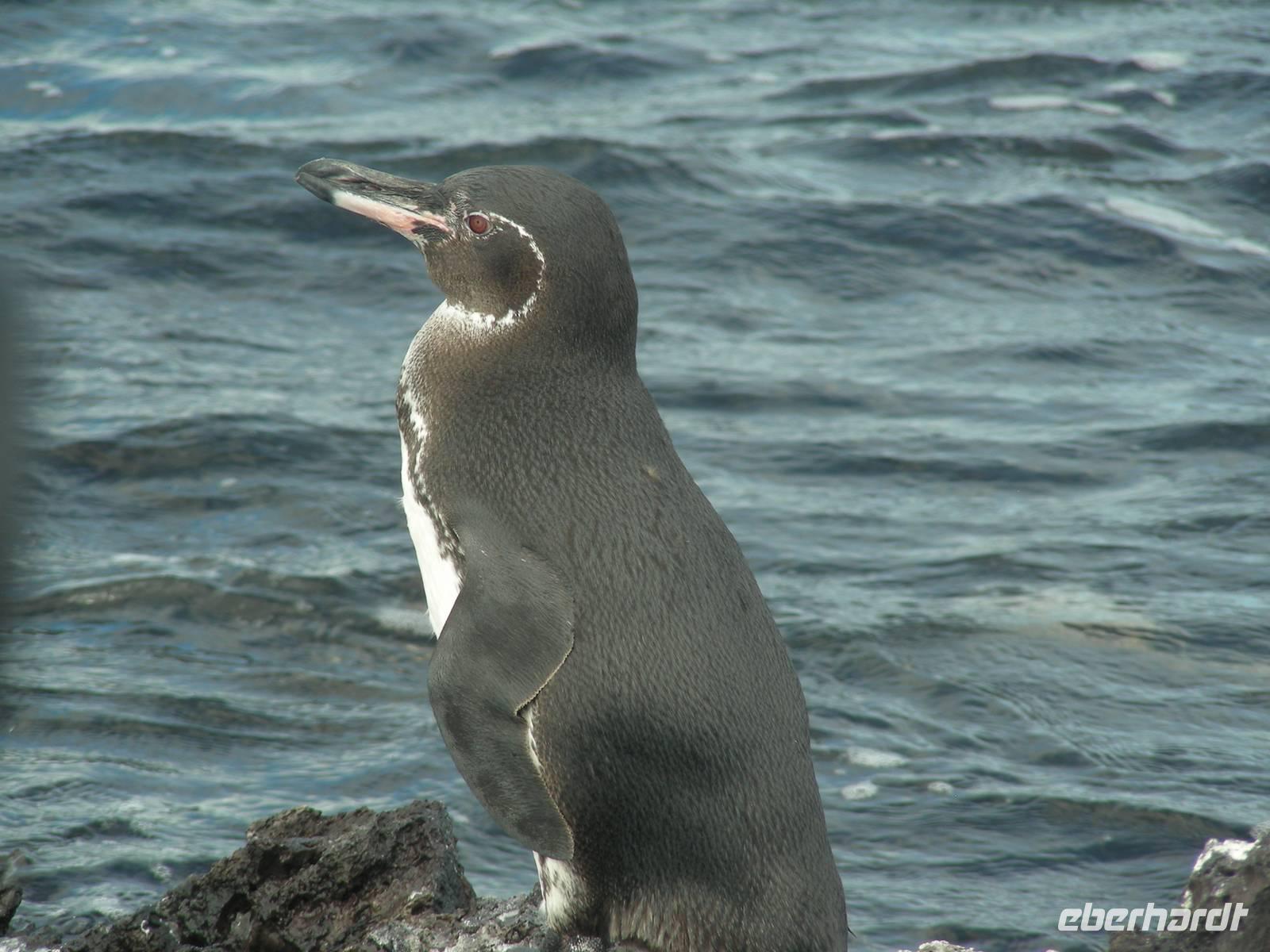 Galapagos Pinguin
