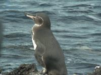 Galapagos Pinguin