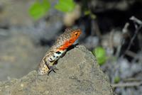 Lavaechse von Santa Cruz