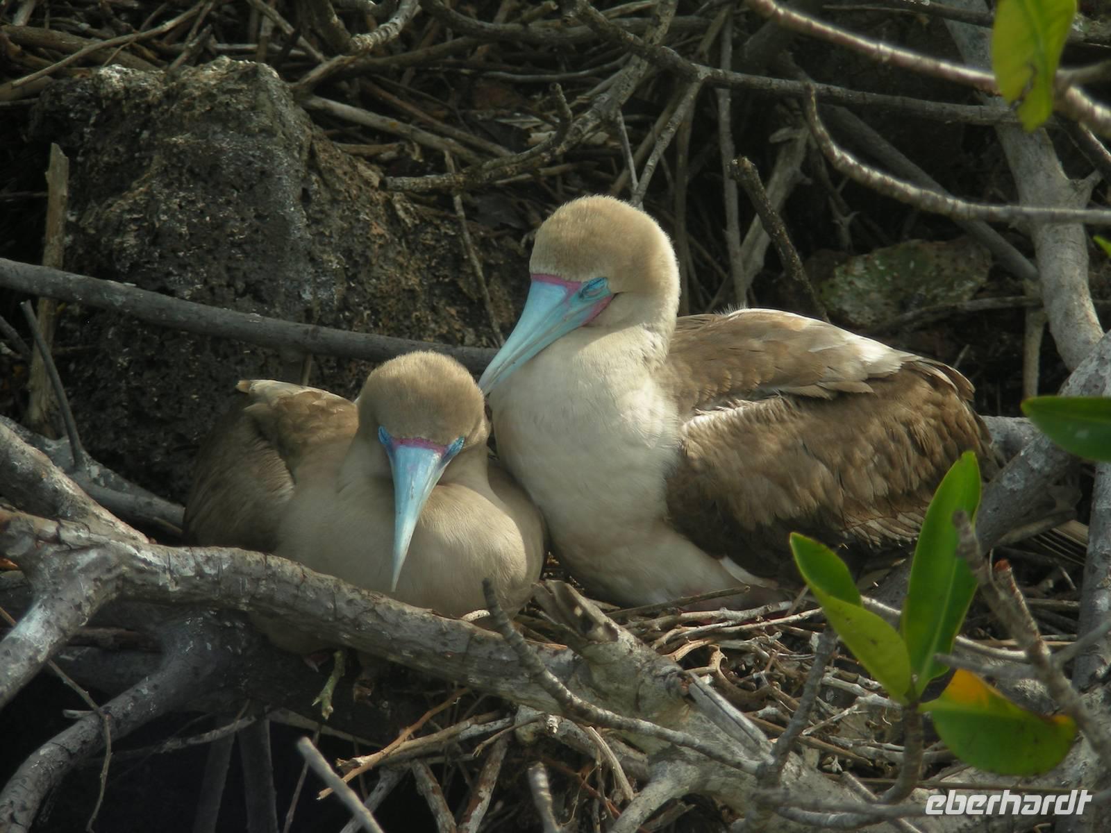 Rotfußtölpel in Genovesa