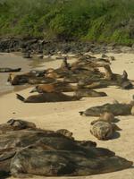 Strand von Santa Fé Fest in Seelöwenhand