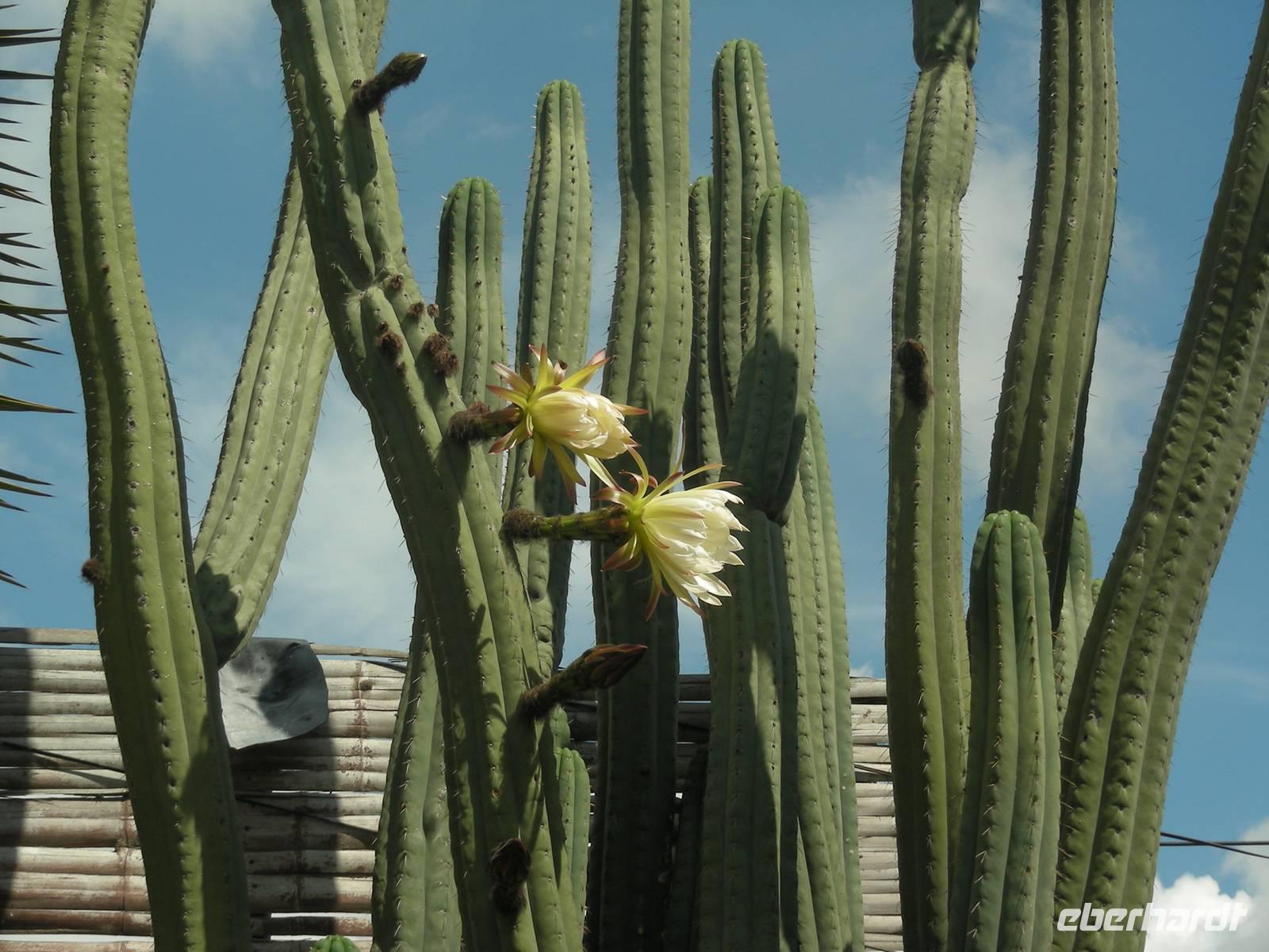 Säulenkaktus in Inti-Nan