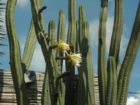 Säulenkaktus in Inti-Nan