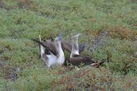 blaufußtölpel seymour