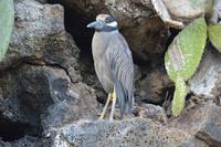 cayenne nachtreiher genovesa