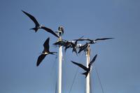 fregattvögel jung genovesa