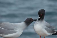 gabelschwanzmöwen seymour