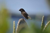 großer grundfink genovesa