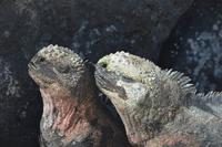 meeresechsen rot espaniola