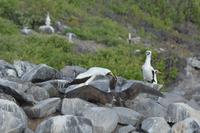 nazcatölpel fütternd espaniola