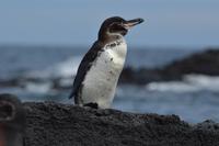 pinguin punta moreno