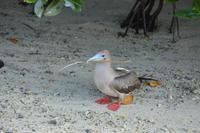 rotfußtölpel genovesa