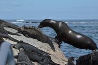 seelöwe meeresechse punta moreno