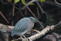 streifenreiher bahia elizabeth