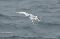 tropikvogel plaza sur