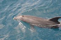 tuemmler2 vor urbina