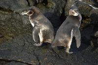 zigarette danach bartholomé