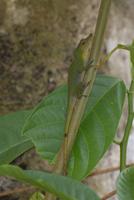 Anolis am Rio Napo