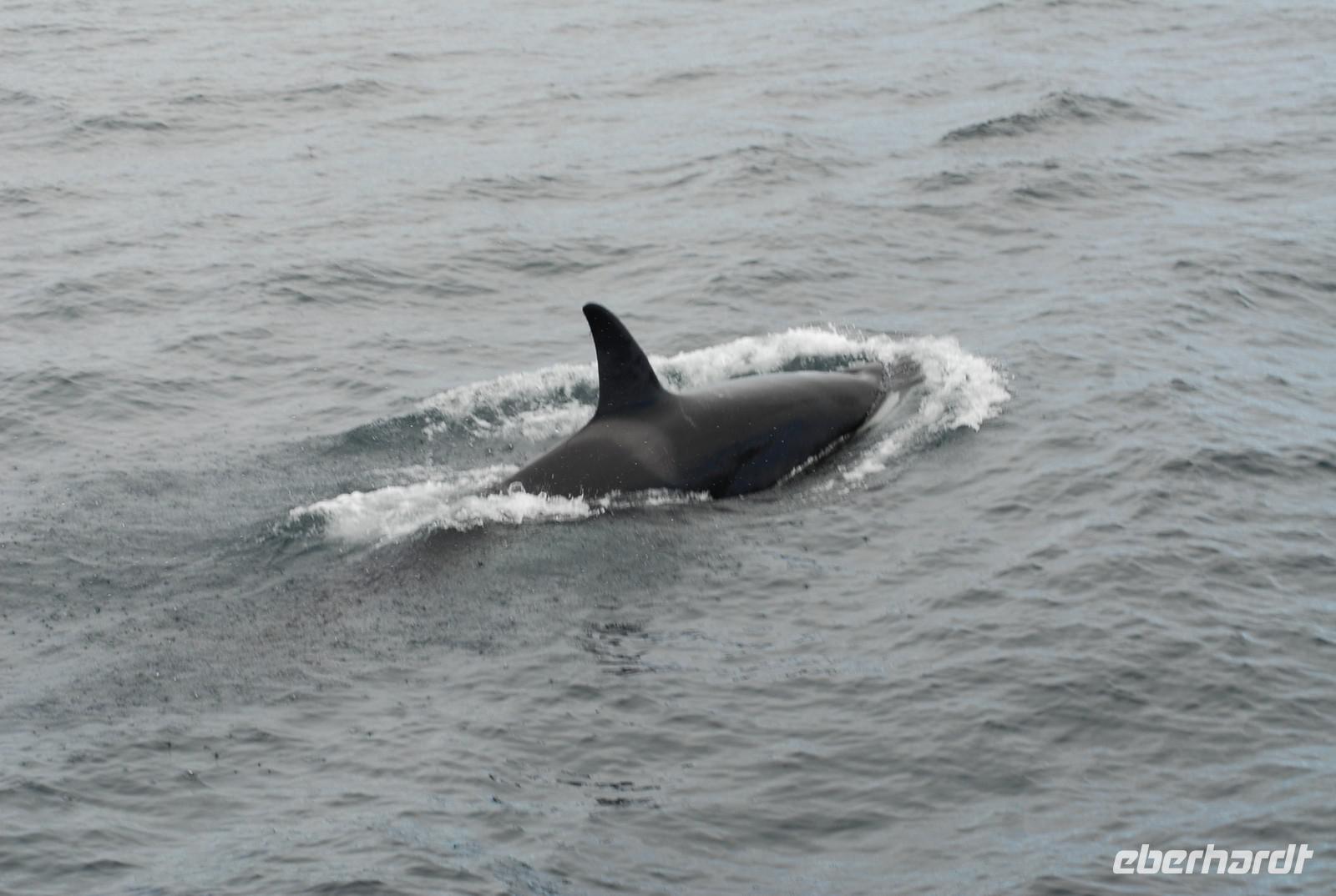 Delfin
