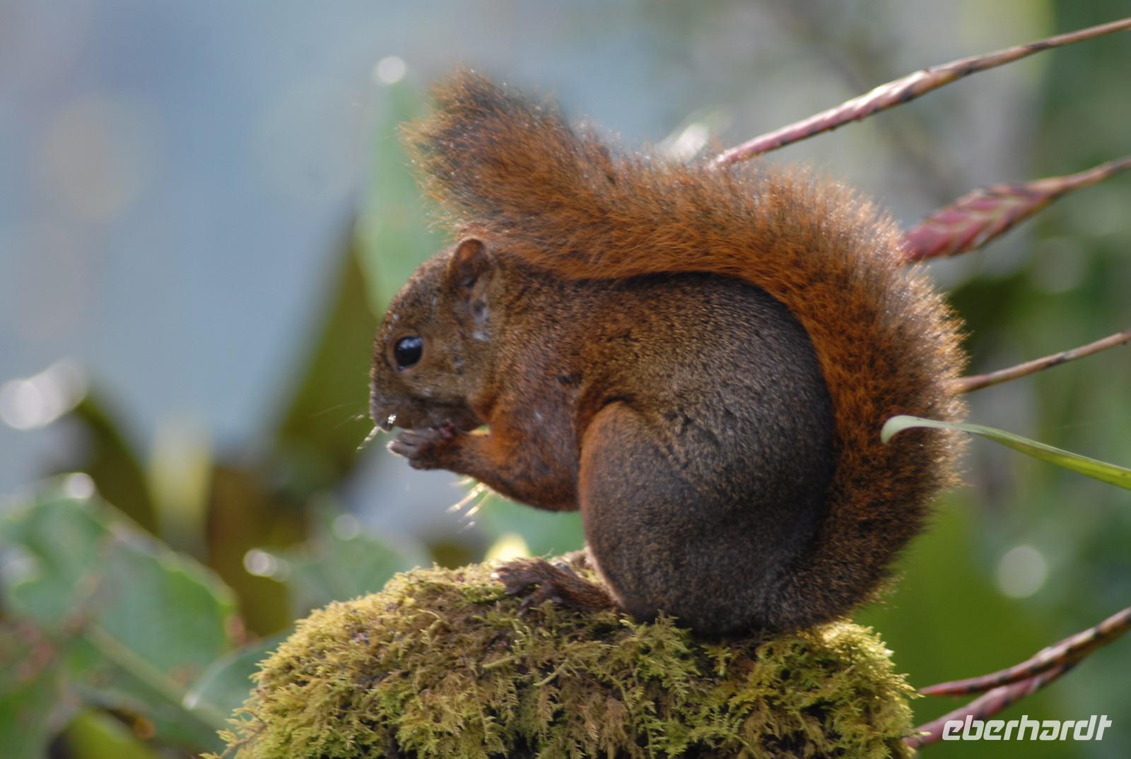 Eichhörnchen