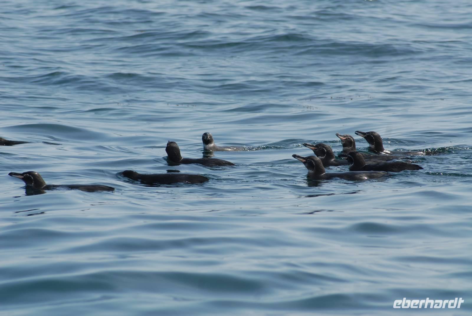 Ein Trupp Pinguine