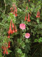 Fuchsien und Passifloren im Bergregenwald