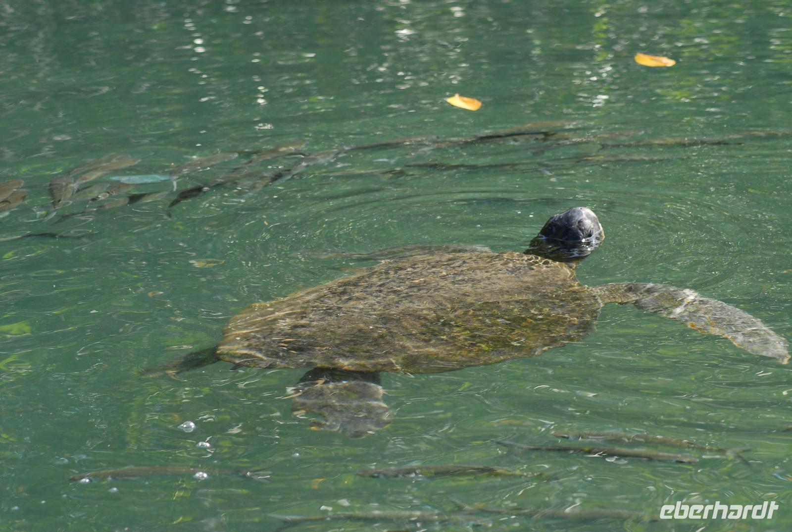 Galápagos