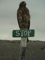 Junger Galapagos Bussard mit einer klaren 