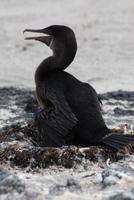 Kormoran auf Nest