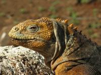 Landleguan in Seymour