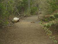 Landleguan