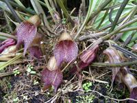 Orchideenblüten