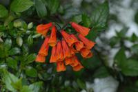Pomaria