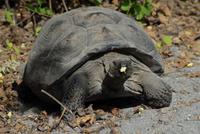 Riesenschildkröte