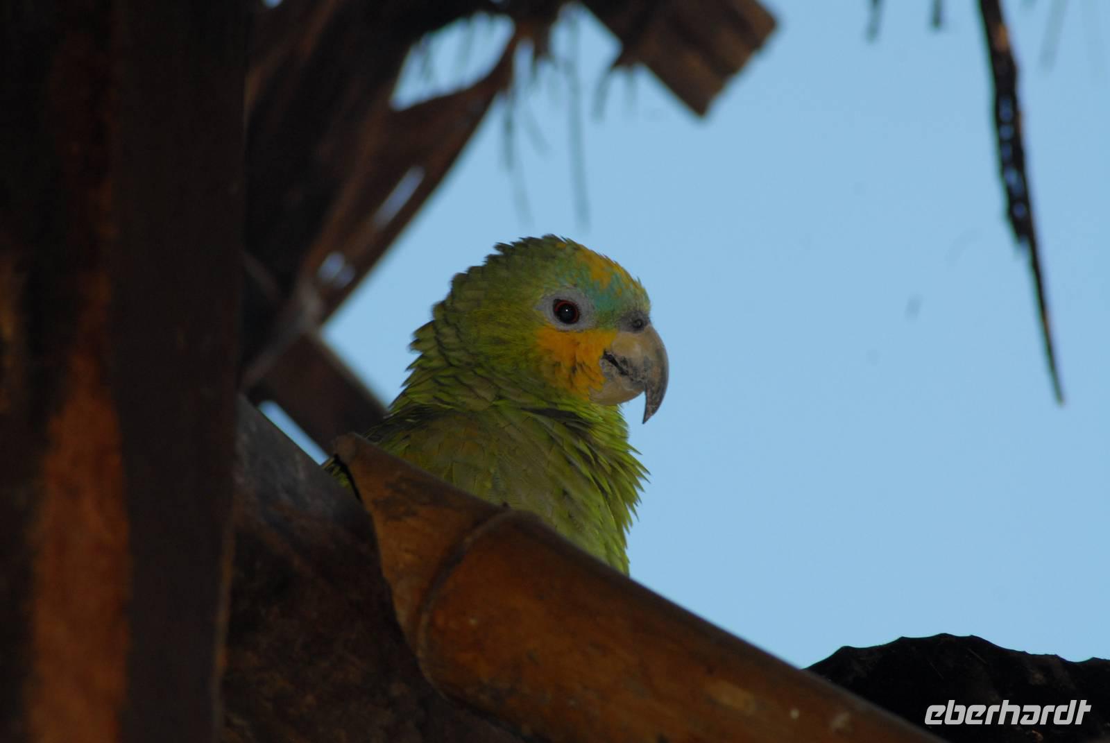 Venezuela Amazone