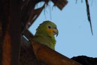 Venezuela Amazone