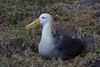 albatross