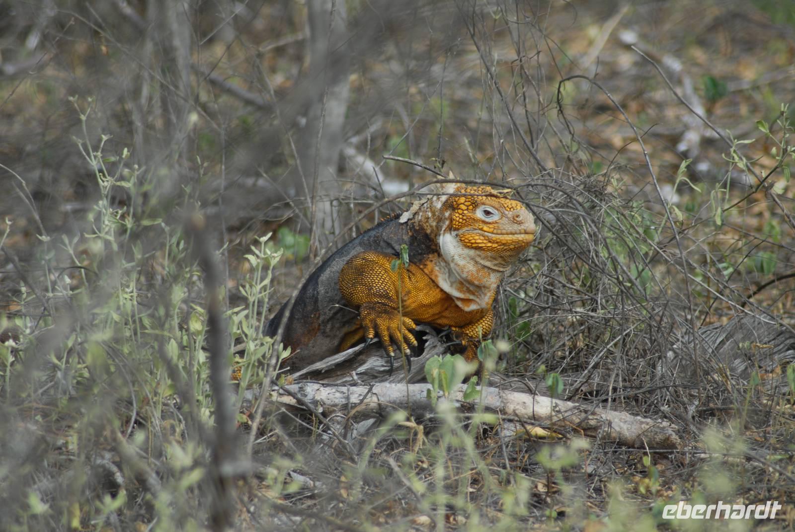 landleguan2