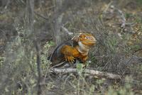 landleguan2