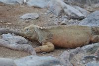 santa fé landleguan