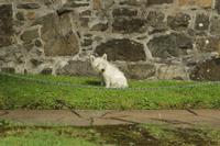 ...der Wachhunde von Duart Castle... ist der nicht süß??...