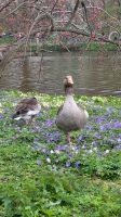 016 – London, St. James’s Park
