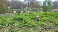 019 – London, St. James’s Park