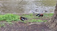 020 – London, St. James’s Park
