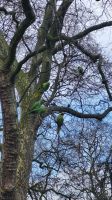 021 – London, St. James’s Park