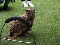 York - Königsgärten, Eulenshow