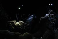 091 Der verbotene Wald