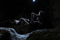 092 Der verbotene Wald